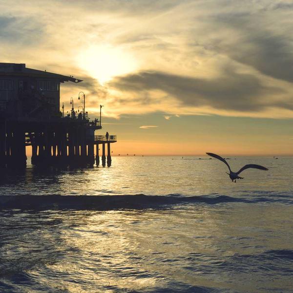 Sveća od čistog pčelinjeg voska